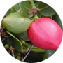 sageretia