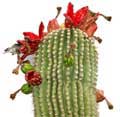 saguaro