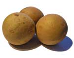 sapodilla