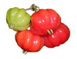 surinam