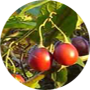 tamarillo