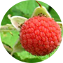thimbleberry