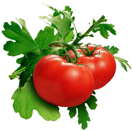 Tomato-fleshy juicy fruit