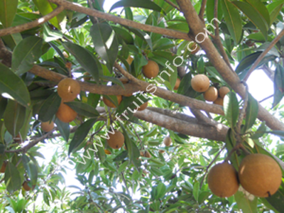 Sapodilla Fruits | Sapodilla Trees | Nutrition facts | Varieties