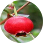 ugni