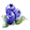 huckleberries icon