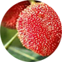 yangmei