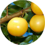 yellow-plum