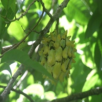biriba unripe fruit