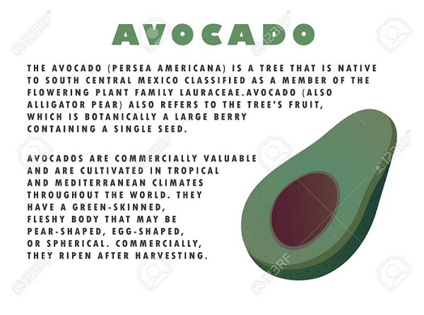 avocado fruit  description small