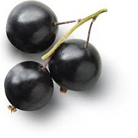 blackcurrant fruit