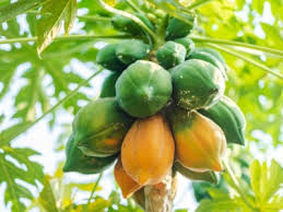 papayafruit