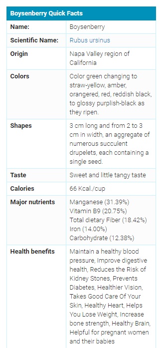 boysenberry fruit facts small