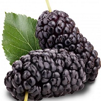 black mulberry