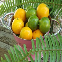 calamansi