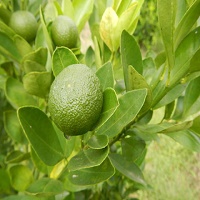 calamansi