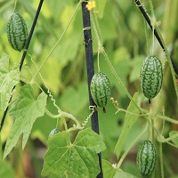 cucamelon fruit