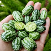 cucamelon