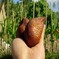 snake fruit