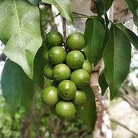 spanish lime