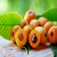 loquat full ripe fruit