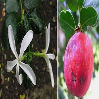 natal plum fruit