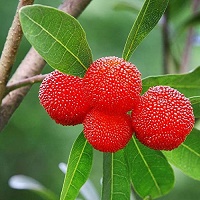 yangmei