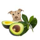 Avocado leaves are harmful to animals 
